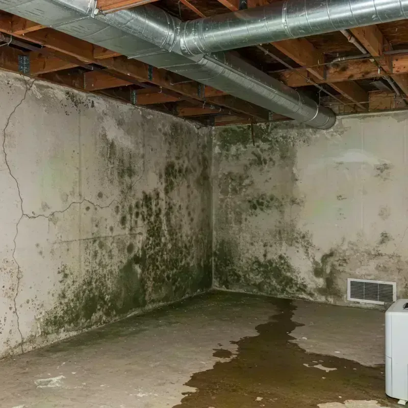 Professional Mold Removal in Midway, KY